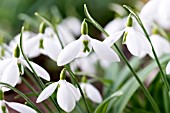 GALANTHUS PLICATUS WALKER, CANADA