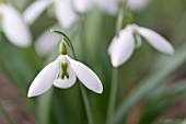 GALANTHUS PLICATUS WALKER, CANADA