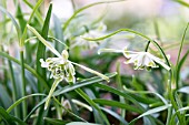 GALANTHUS NIVALIS WALRUS