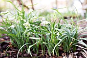 GALANTHUS NIVALIS WALRUS