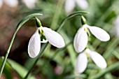 GALANTHUS PLICATUS AMY DONCASTER