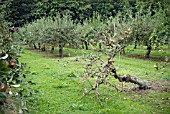 MALUS COXS ORANGE PIPPIN A FALLEN TREE