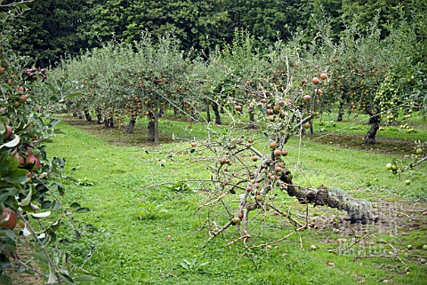 MALUS_COXS_ORANGE_PIPPIN_A_FALLEN_TREE