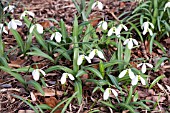 GALANTHUS PLICATUS AMY DONCASTER