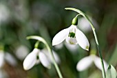 GALANTHUS ‘BENJAMIN OPPENHEIMER’