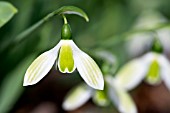 GALANTHUS ELWESII ROSEMARY BURNHAM