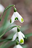 GALANTHUS GREEN OF HEARTS