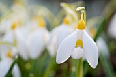 GALANTHUS TREASURE ISLAND