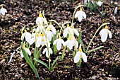 GALANTHUS TREASURE ISLAND