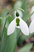 GALANTHUS ELWESII BIG BOY