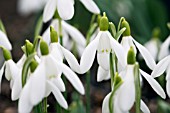 GALANTHUS NIVALIS TRAMLINES