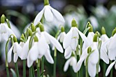 GALANTHUS NIVALIS TRAMLINES