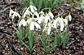 GALANTHUS NIVALIS TRAMLINES