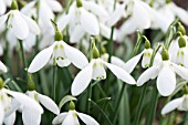 GALANTHUS VALENTINEI ‘HOMERSFIELD’