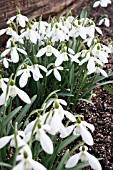 GALANTHUS VALENTINEI ‘HOMERSFIELD’