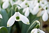 GALANTHUS ELWESII ‘BEANY’