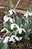 GALANTHUS ELWESII ‘BEANY’