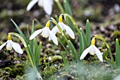 GALANTHUS NIVALIS ABERONT YELLOW