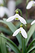 GALANTHUS ALLENII