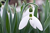 GALANTHUS ELWESII MARY ANN GIBBS