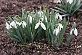 GALANTHUS ELWESII MARY ANN GIBBS