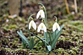 GALANTHUS ‘CHAMELEON’