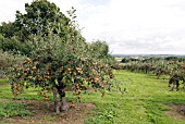 MALUS COXS ORANGE PIPPIN APPLE ORCHARD