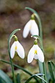 GALANTHUS ‘CHAMELEON’