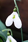 GALANTHUS PLICATUS GLENORMA