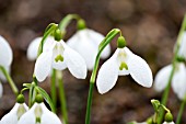 GALANTHUS ‘CHANTRY TAFFATA’