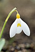 GALANTHUS VALENTINEI TREASURE ISLAND