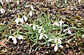 GALANTHUS GRACILIS CORKSCREW