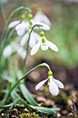 GALANTHUS GRACILIS CORKSCREW