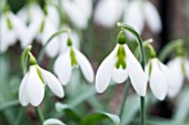 GALANTHUS JULIET BERKELEY