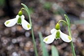 GALANTHUS PLICATUS CORRIN