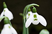 GALANTHUS ELWESII JOY COZENS