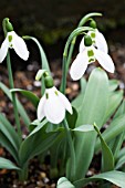 GALANTHUS ELWESII JOY COZENS