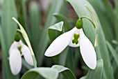 GALANTHUS ELWESII JOHN OWEN A