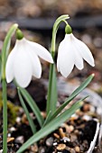 GALANTHUS NIVALIS POCULIFORMIS GROUP SWAN LAKE