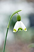 GALANTHUS NIVALIS PUMPOT