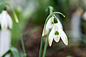 GALANTHUS ELWESII ‘EMERALD HEART’