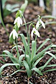 GALANTHUS ELWESII ‘EMERALD HEART’