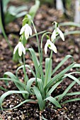 GALANTHUS ELWESII ‘EMERALD HEART’