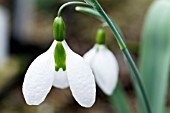 GALANTHUS EMMA MACKENZIE