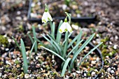 GALANTHUS NIVALIS LADY PUTMAN