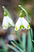 GALANTHUS NIVALIS LADY PUTMAN