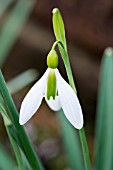 GALANTHUS PLICATUS CLUN GREEN PLICATE