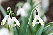 GALANTHUS GREEN OF HEARTS