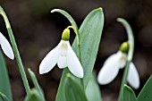 GALANTHUS ELWESII YASHMAK
