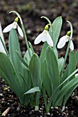 GALANTHUS ELWESII YASHMAK